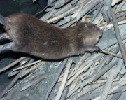 Thumbs/tn_023 Der Biber 11022004.jpg